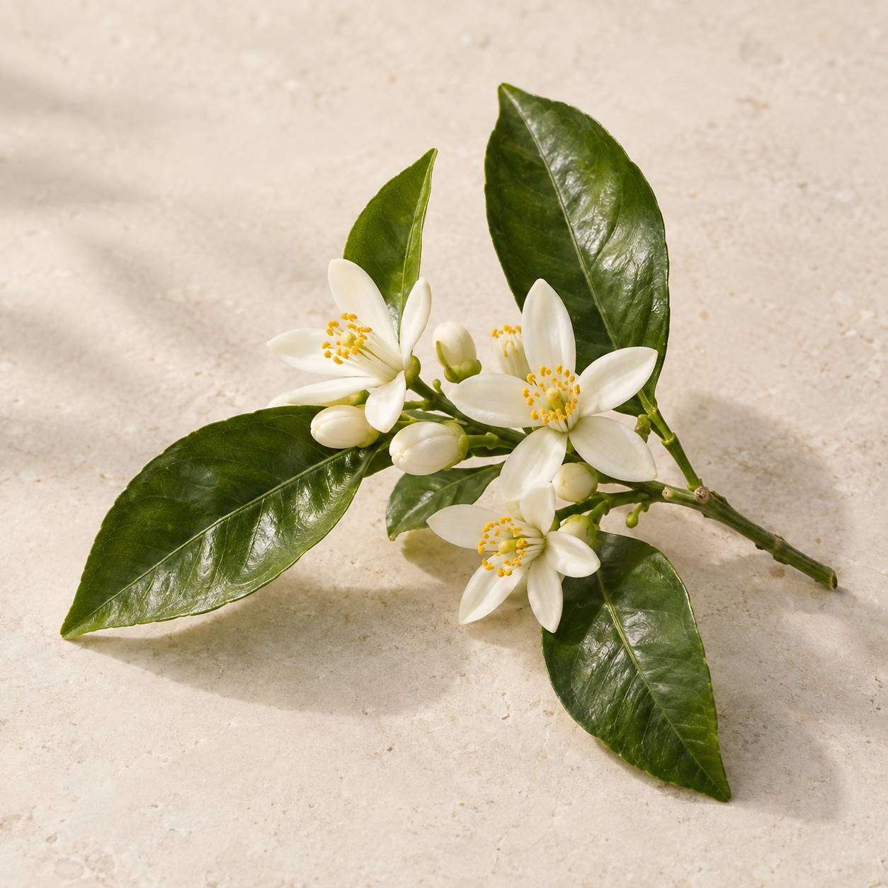 苦橙花水 · 植物形态示意